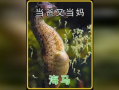 海马视频,探索海洋生物的奇妙世界