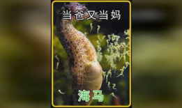 海马视频,探索海洋生物的奇妙世界